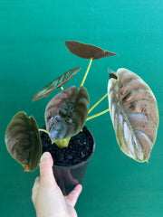 Alocasia Cuprea ‘Red Secret’