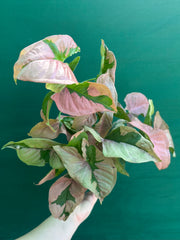 Syngonium ‘Beauty’
