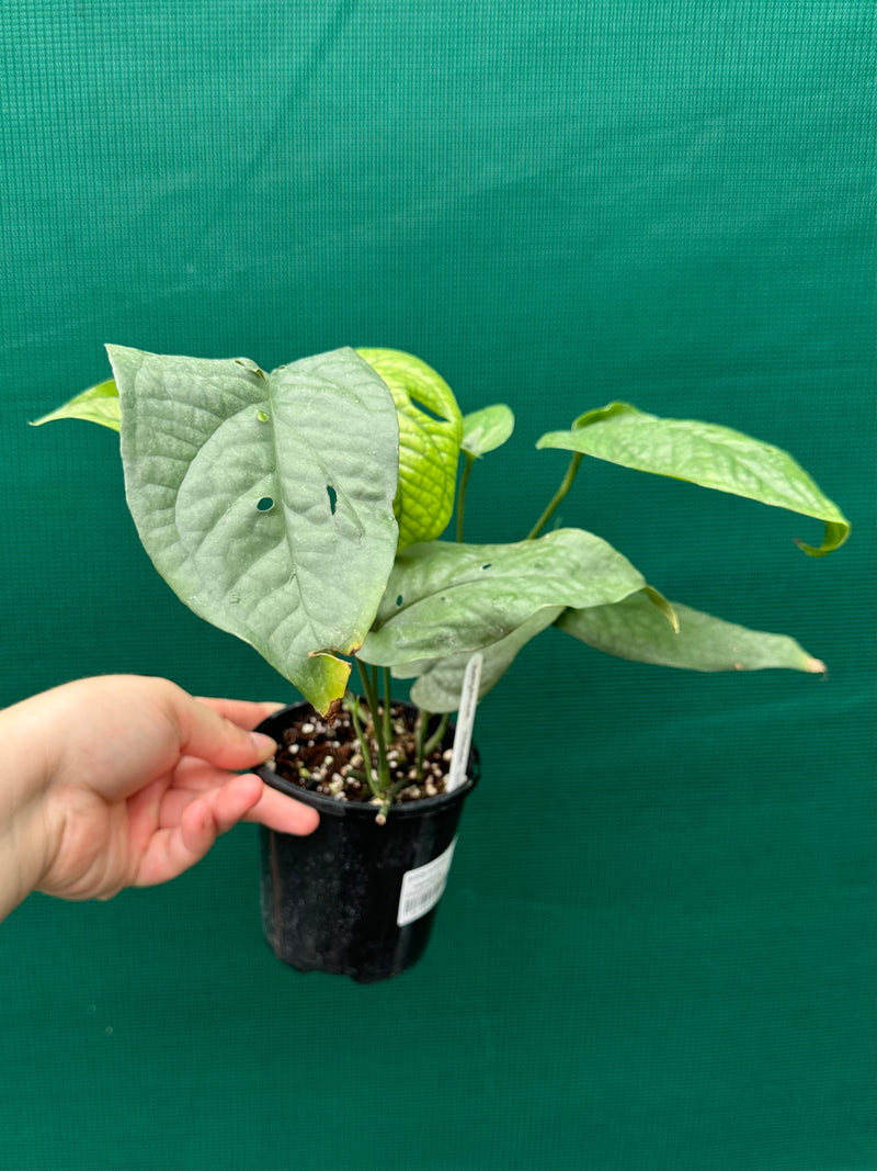 Amydrium ‘Mosaic Silver’