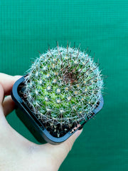 Mammillaria zeilmaniana