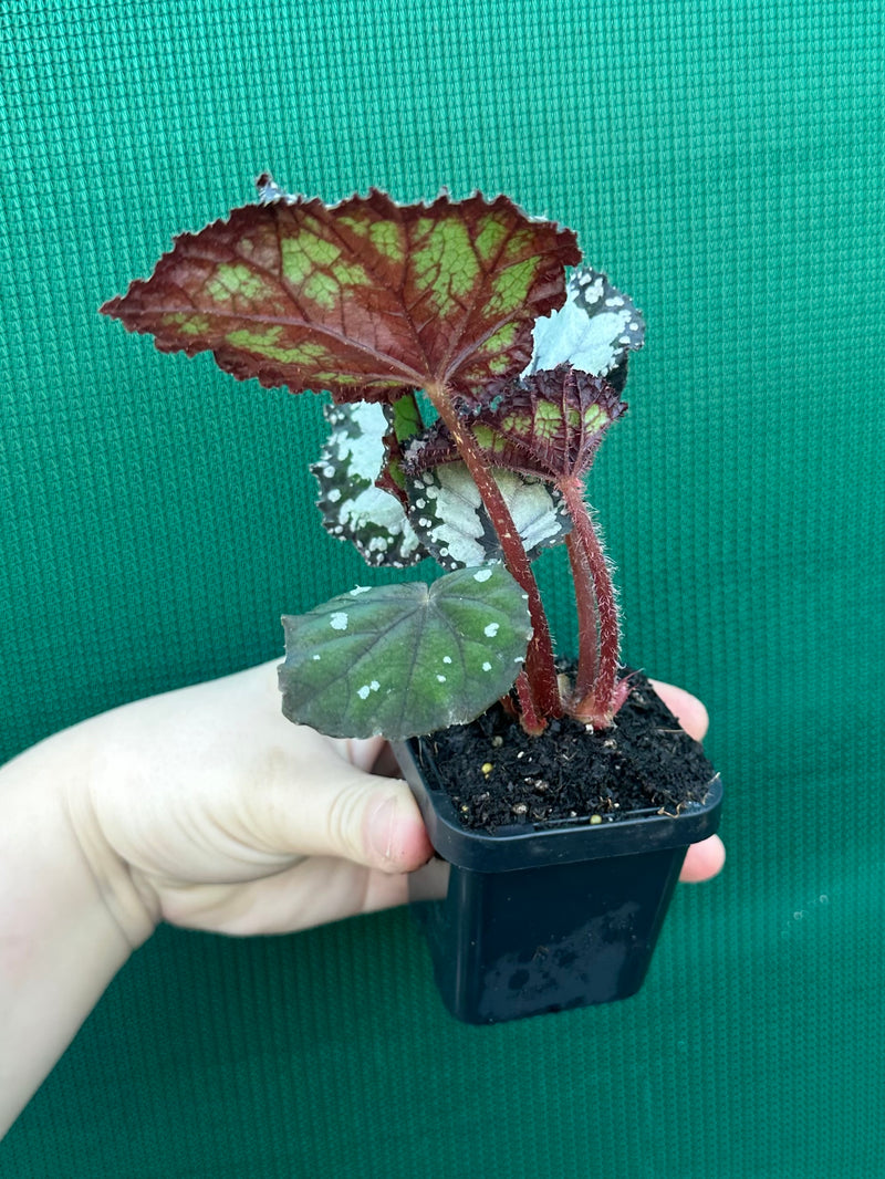 Begonia ‘Dolce Vita’ NEW