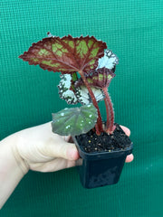 Begonia ‘Dolce Vita’ NEW