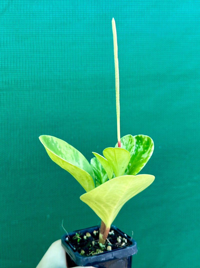 Peperomia Obtusifolia ‘Variegated’