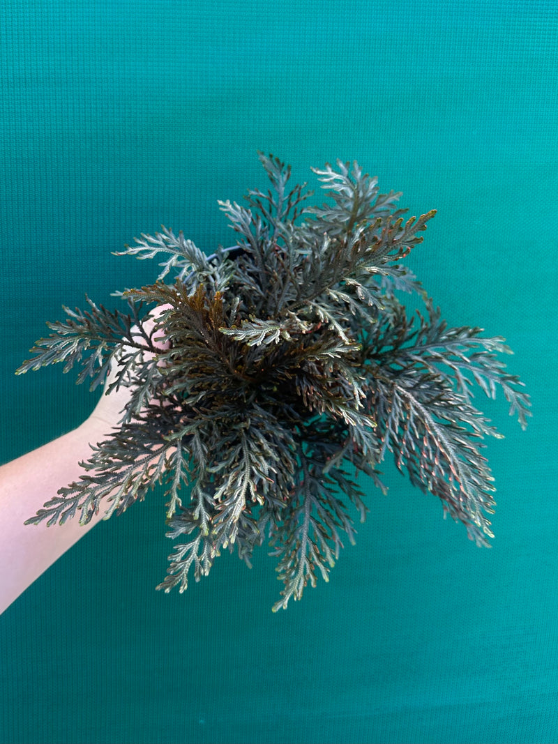 Selaginella erythropus NEW