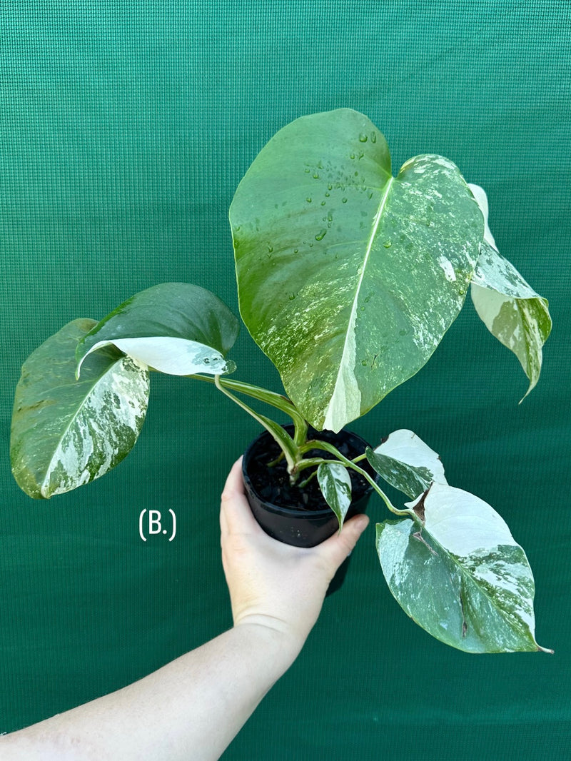 Monstera deliciosa borsigiana variegated albo NEW