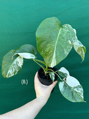Monstera deliciosa borsigiana variegated albo NEW
