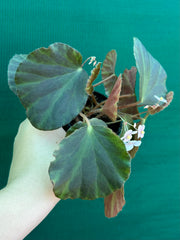 Begonia tagbanua variegated NEW