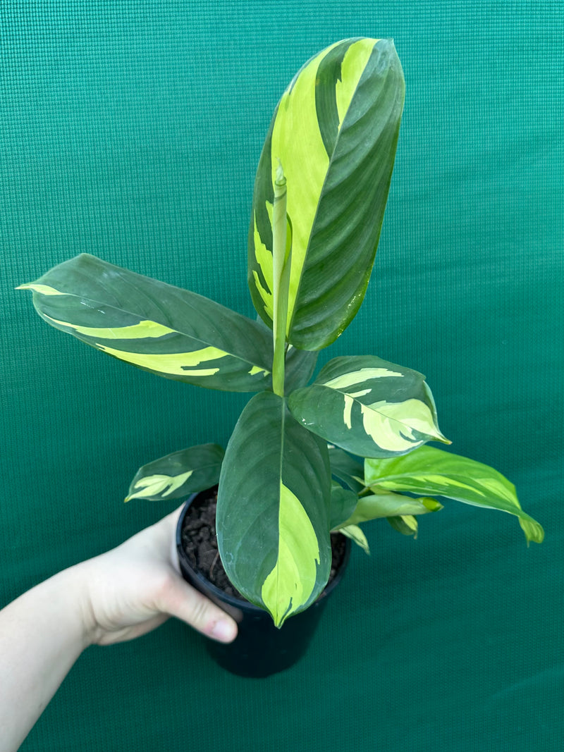 Calathea Pilosa ‘Golden Mosaic’