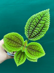 Pilea involucrata