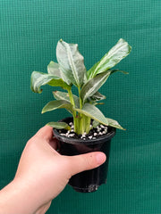 Schismatoglottis motteyana NEW