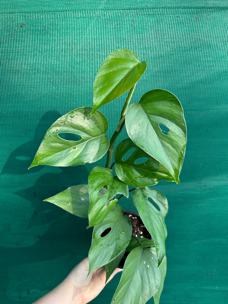 Rhaphidophora Pertusa