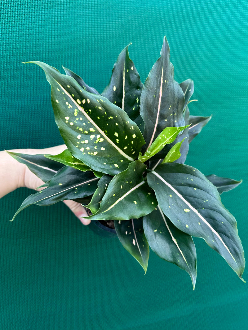 Aglaonema ‘Pink Dalmation’