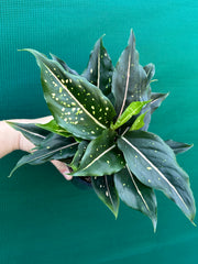 Aglaonema ‘Pink Dalmation’
