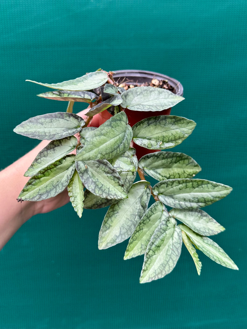 Pellionia