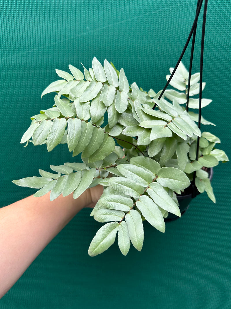 Pellaea ‘Silvery Moon’ NEW