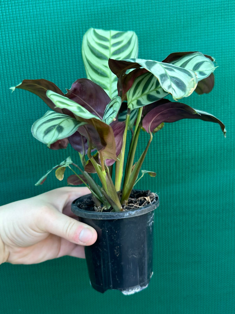 Ctnenanthe ‘Burle-Marxii’