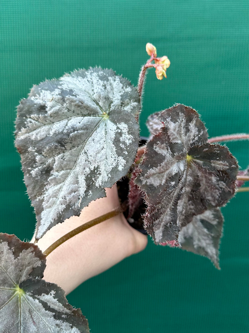 Begonia NOID 6