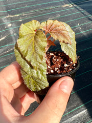 Begonia bartonea NEW
