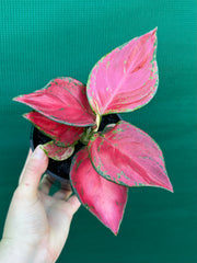 Aglaonema ‘Sunshine’