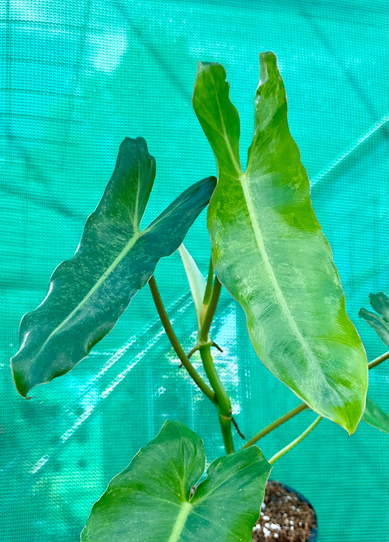 Philodendron ‘Paraiso Verde Variegated’