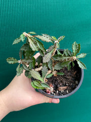 Euphorbia capsaintemariensis NEW