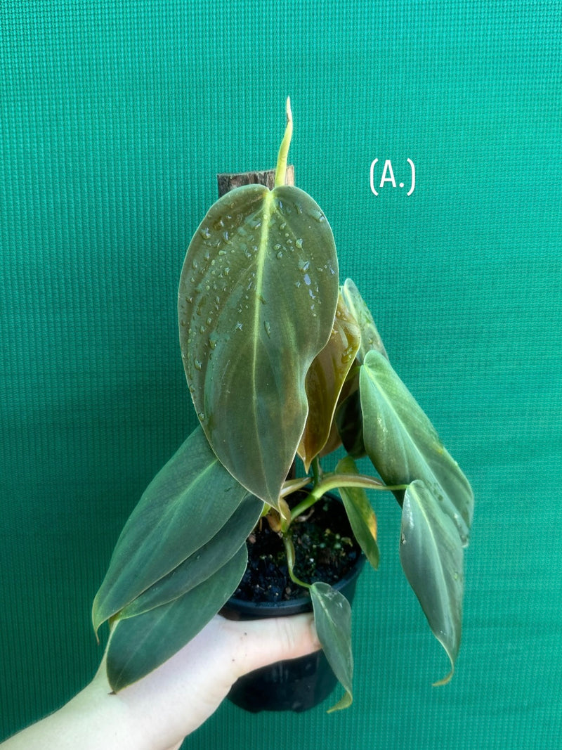 Philodendron ‘Gigas’