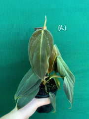 Philodendron ‘Gigas’