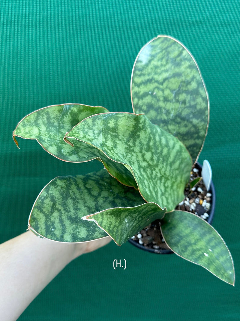 Sansevieria Masoniana ‘Mason’s Congo Paddle’ NEW