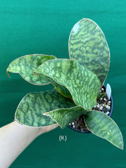 Sansevieria Masoniana ‘Mason’s Congo Paddle’ NEW