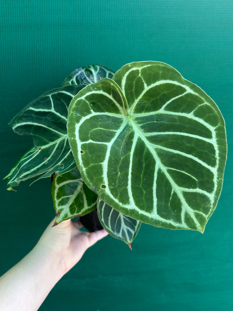 Anthurium dorayaki