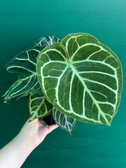 Anthurium dorayaki