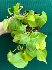 Philodendron ‘Heart Leaf Lime’