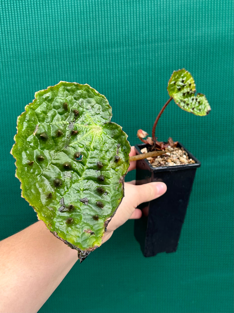Begonia ferox