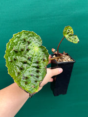 Begonia ferox