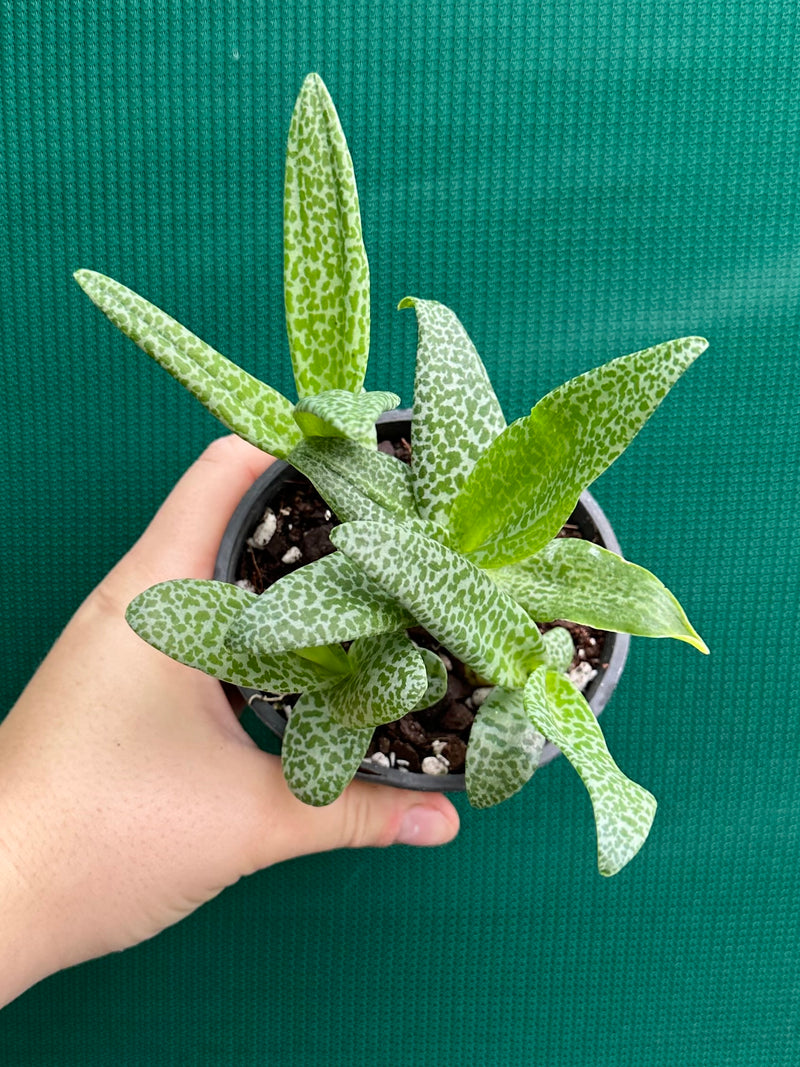 Ledebouria Paricifolia ‘Scilly’ (Cape Lilly)