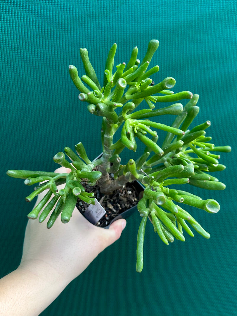 Crassula ovata ‘Skinny Fingers’ NEW