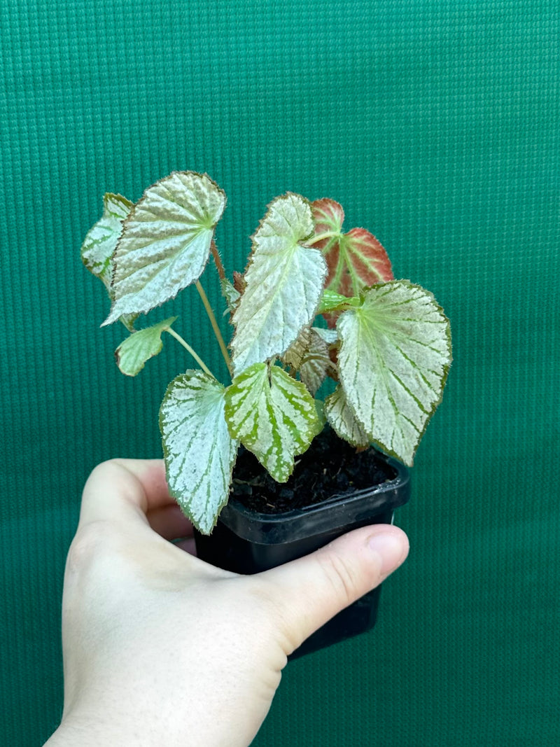 Begonia NOID NEW