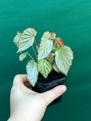 Begonia NOID NEW
