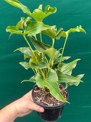 Anthurium ferrierense crisped NEW