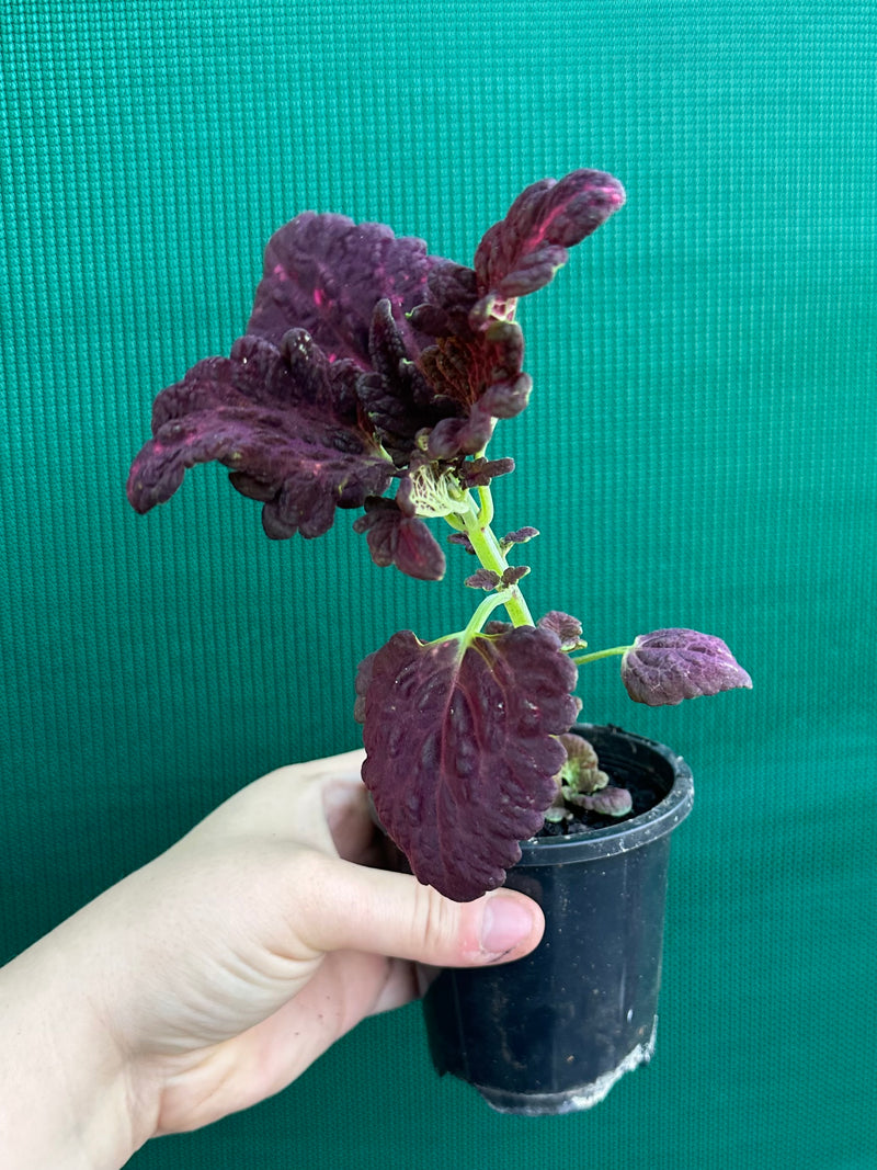 Coleus NOID 1