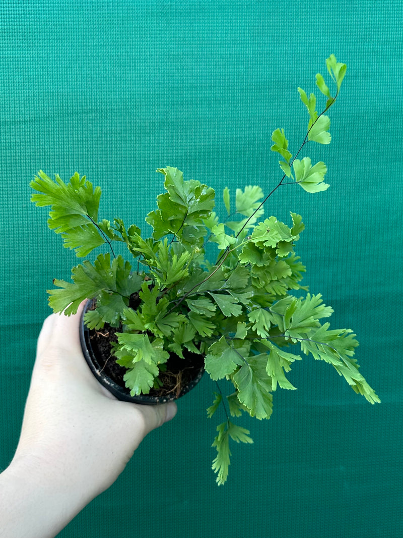 Adiantum unknown 4