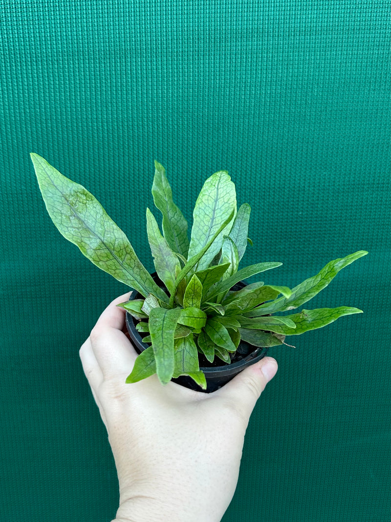 Microsorum musifolium ‘Crocodyllus’ NEW