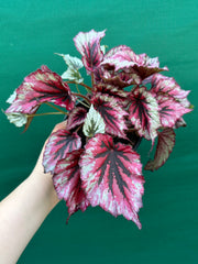 Begonia ‘Evening Glow’ NEW