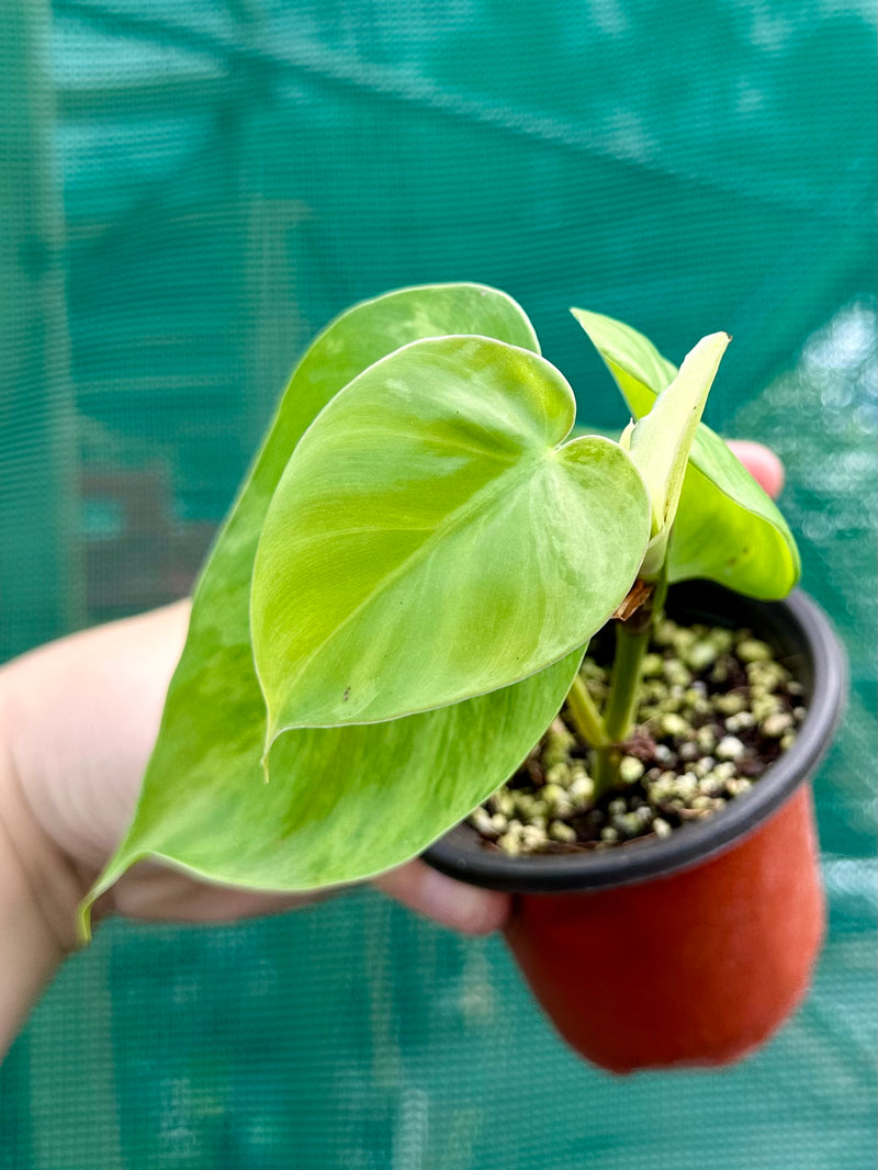 Philodendron Heart-leaf Variegated