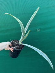 Sansevieria ‘Siam Silver’ NEW