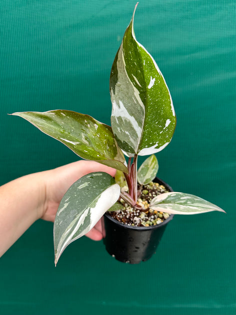 Philodendron ‘Red Anderson’ NEW | Aroids Australia