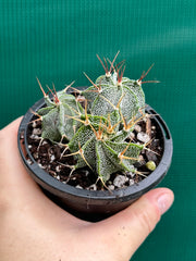 Astrophytum