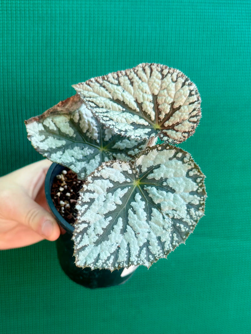 Begonia ‘Polonaise’