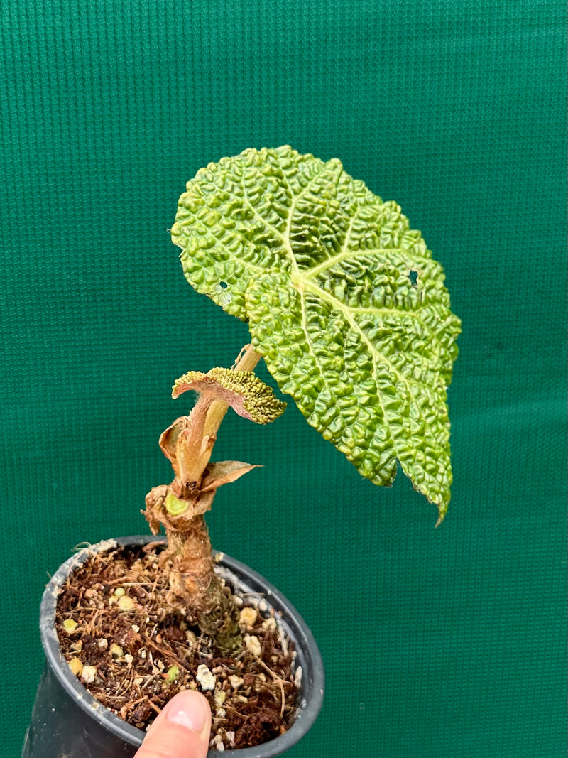 Begonia gehrtii