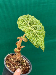 Begonia gehrtii
